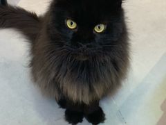 -Heymao猫咖.咖啡厅(东门店)