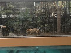 -清迈夜间动物园