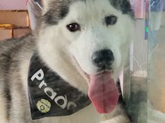 -Husky Go! 哈士奇体验馆·宠物咖啡厅狗咖