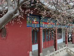 -桃花堤公园