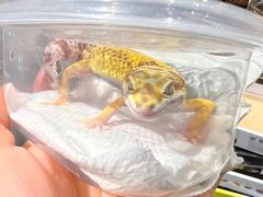 -酷以爬仙阁实体爬宠店·守宫·蜥蜴·专业繁育