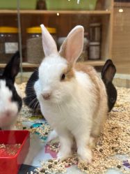 -卡通尼·Safari非洲探索乐园·生日会(金桥国际商业广场店)