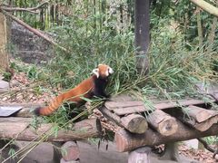 -都江堰中华大熊猫苑