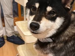 -是阿柴呀！柴犬咖啡·爱喵喵猫咖