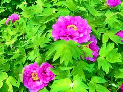 -东华门大街小区