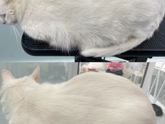 -爱洗澡的猫(望京店)