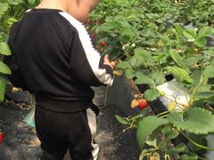 -青浦采草莓天天草莓园