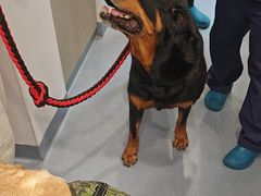 -宠物星动物医院·眼科·异宠·猫科(江南大道总院)