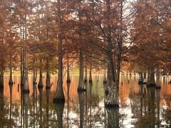 -白鹭湾湿地公园