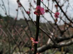 -雨花胜境