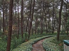 -铁山坪森林公园