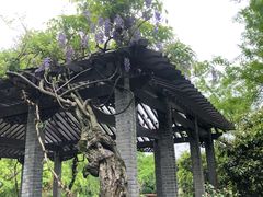 -东山雕花楼