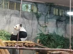 -深圳野生动物园