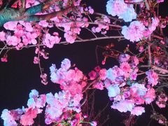-天适樱花悠乐园