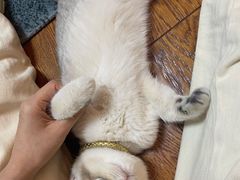 -猫大福·Fortune Cat猫舍(百子湾店)