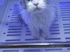 -PETKIT小佩宠物·低压洗护(国顺东路店)