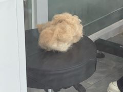 -爱洗澡的猫(望京店)