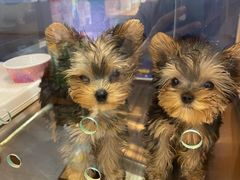 -FAELING PETS美天灵宠物(富力广场店)
