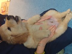 -顺强宠物诊所·狂犬免疫·夜诊·骨科(嘉定店)