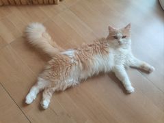 -唐小姐の私宠·宠物洗护美容·撸猫馆·购宠(周浦万达旗舰店)