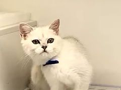 -lincat·猫舍(广州店)