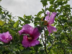 -翠湖国家城市湿地公园