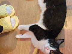 -瑞鹏宠物医院·骨科·猫科·内科(第一中心)
