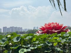 -洛阳市隋唐城遗址植物园