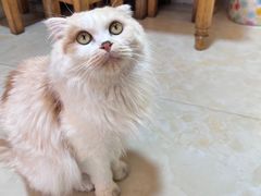 -啊马英豌豆粉