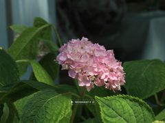 -唐廊烤鸭店(工体店)