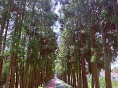 -上海长兴岛郊野公园