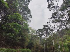 -火炉山森林公园