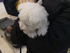 -翊宠yipet猫狗购宠庄园犬舍•猫舍