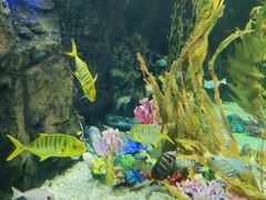 -太平洋海底世界