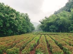 -杭州西湖风景名胜区-三生石