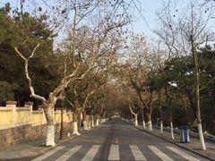 -八大关景区
