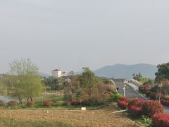 -西京湾花海