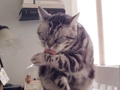 iphone_upload_pic-海边的猫和咖啡馆