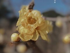 -无锡梅园公园
