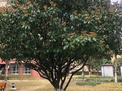 -君莲新城中城苑