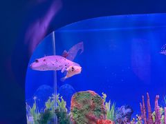 -秦皇岛新澳海底世界