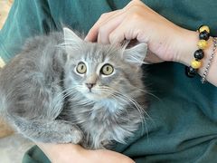 -楼上猫咖(罗湖店)