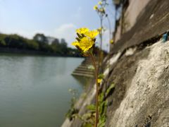 景点-望江楼公园