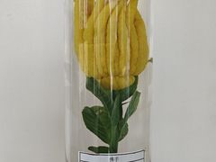 -广西壮族自治区药用植物园