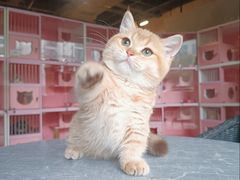 -麒麟缅因猫舍·十五年缅因猫选购中心