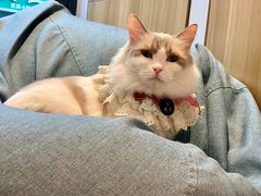 -啵啵喵·猫咖(攀华国际店)