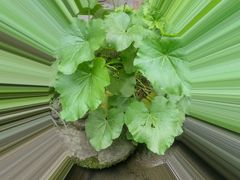 -海窝子古镇