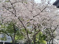 -玛格萝妮比萨屋(四平店)
