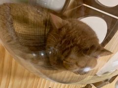 -喵屋coffee