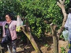 -上海长兴岛郊野公园